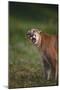 Snarling Cougar-DLILLC-Mounted Photographic Print