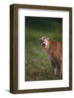 Snarling Cougar-DLILLC-Framed Photographic Print