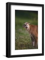 Snarling Cougar-DLILLC-Framed Photographic Print