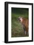 Snarling Cougar-DLILLC-Framed Photographic Print