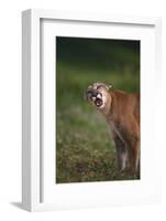 Snarling Cougar-DLILLC-Framed Photographic Print