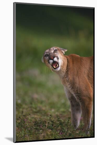 Snarling Cougar-DLILLC-Mounted Photographic Print