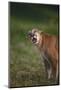 Snarling Cougar-DLILLC-Mounted Photographic Print