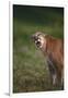 Snarling Cougar-DLILLC-Framed Photographic Print