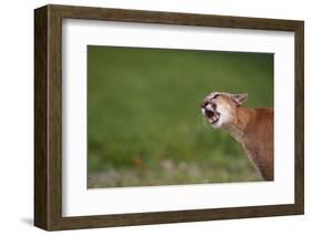 Snarling Cougar-DLILLC-Framed Photographic Print