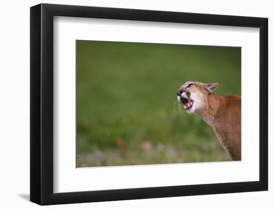 Snarling Cougar-DLILLC-Framed Photographic Print