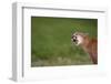 Snarling Cougar-DLILLC-Framed Photographic Print