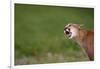 Snarling Cougar-DLILLC-Framed Photographic Print