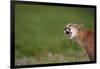 Snarling Cougar-DLILLC-Framed Photographic Print