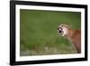 Snarling Cougar-DLILLC-Framed Photographic Print