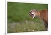 Snarling Cougar-DLILLC-Framed Photographic Print