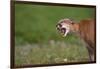 Snarling Cougar-DLILLC-Framed Photographic Print