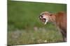 Snarling Cougar-DLILLC-Mounted Photographic Print