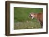 Snarling Cougar-DLILLC-Framed Photographic Print