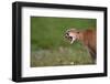 Snarling Cougar-DLILLC-Framed Photographic Print