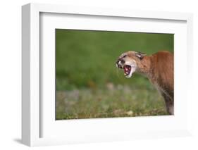 Snarling Cougar-DLILLC-Framed Photographic Print