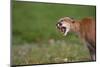 Snarling Cougar-DLILLC-Mounted Photographic Print