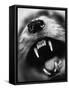 Snarling Dog-Henry Horenstein-Framed Stretched Canvas