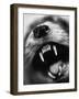 Snarling Dog-Henry Horenstein-Framed Photographic Print