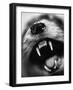 Snarling Dog-Henry Horenstein-Framed Photographic Print