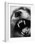 Snarling Dog-Henry Horenstein-Framed Photographic Print