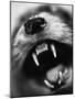 Snarling Dog-Henry Horenstein-Mounted Photographic Print