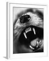 Snarling Dog-Henry Horenstein-Framed Photographic Print