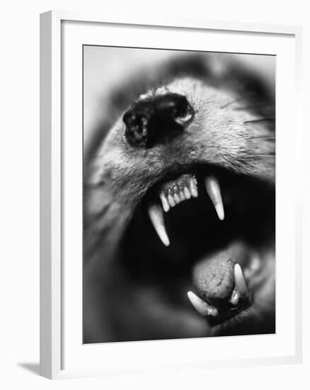 Snarling Dog-Henry Horenstein-Framed Photographic Print