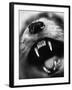 Snarling Dog-Henry Horenstein-Framed Photographic Print