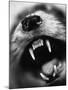 Snarling Dog-Henry Horenstein-Mounted Photographic Print