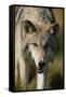 Snarling Gray Wolf-DLILLC-Framed Stretched Canvas