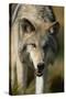 Snarling Gray Wolf-DLILLC-Stretched Canvas