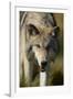 Snarling Gray Wolf-DLILLC-Framed Photographic Print