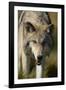 Snarling Gray Wolf-DLILLC-Framed Photographic Print