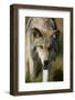 Snarling Gray Wolf-DLILLC-Framed Photographic Print