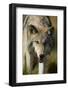 Snarling Gray Wolf-DLILLC-Framed Photographic Print
