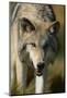 Snarling Gray Wolf-DLILLC-Mounted Photographic Print