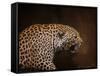 Snarling Leopard-Jai Johnson-Framed Stretched Canvas