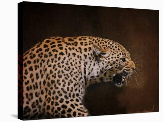 Snarling Leopard-Jai Johnson-Stretched Canvas