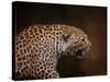 Snarling Leopard-Jai Johnson-Stretched Canvas