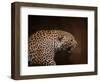 Snarling Leopard-Jai Johnson-Framed Giclee Print