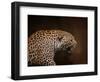 Snarling Leopard-Jai Johnson-Framed Giclee Print