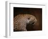 Snarling Leopard-Jai Johnson-Framed Giclee Print