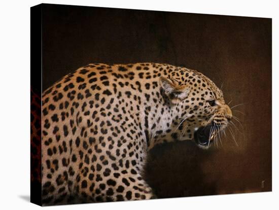 Snarling Leopard-Jai Johnson-Stretched Canvas