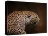 Snarling Leopard-Jai Johnson-Stretched Canvas