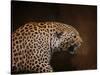 Snarling Leopard-Jai Johnson-Stretched Canvas