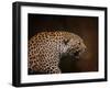 Snarling Leopard-Jai Johnson-Framed Giclee Print