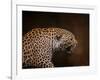 Snarling Leopard-Jai Johnson-Framed Giclee Print
