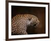 Snarling Leopard-Jai Johnson-Framed Giclee Print