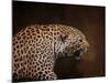 Snarling Leopard-Jai Johnson-Mounted Giclee Print